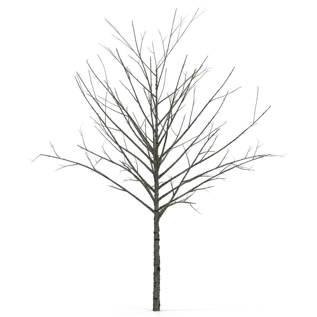 Young Tree Red Maple Winter 3D Model 3D model preview