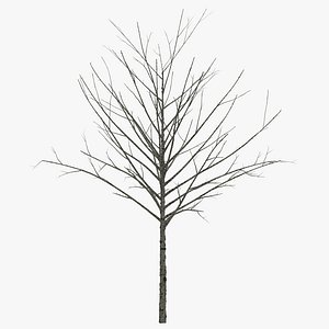 Young Tree Red Maple Winter 3D Model
