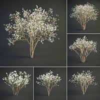 Blooming Amelanchier canadensis  juneberry