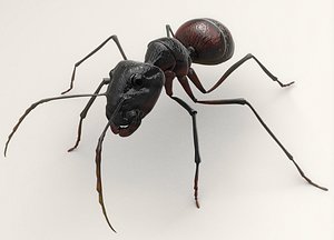 Ant Hymenoptera Model