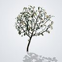 Golden Rain Tree with Seed Pods - Koelreuteria paniculata