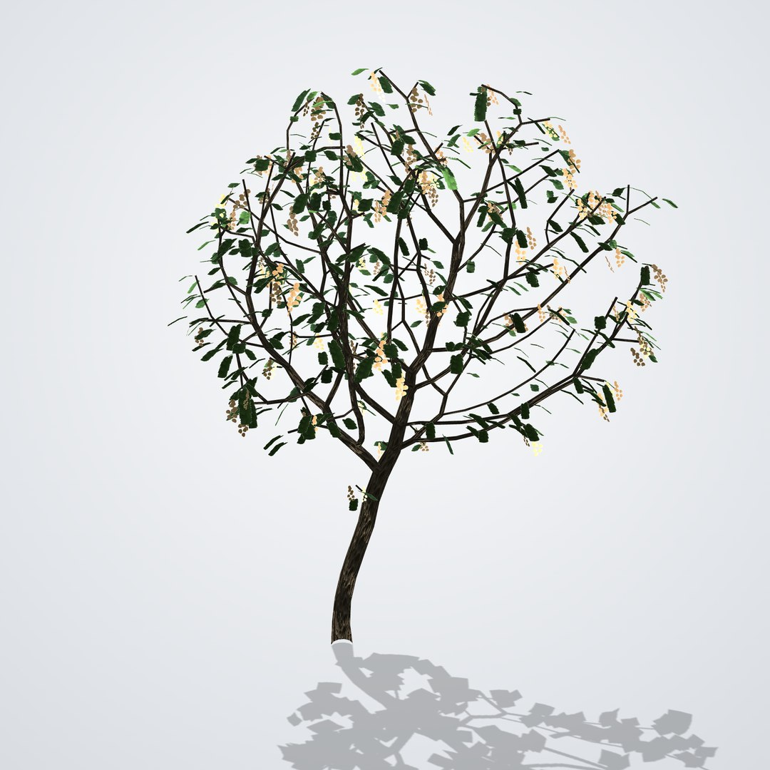 20 Trees Collection - Ornamental, Fruit and Shade Trees model https://p.turbosquid.com/ts-thumb/Lt/pcwTzh/ts/koelreuteriapaniculata_02_side_right/png/1792518170/1920x1080/fit_q87/54a70590321f1ec2fba11bf4cec3e62773faf899/koelreuteriapaniculata_02_side_right.jpg