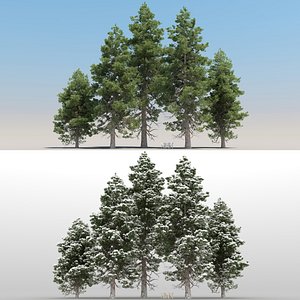 5 Pinus Cembra Trees with snow
