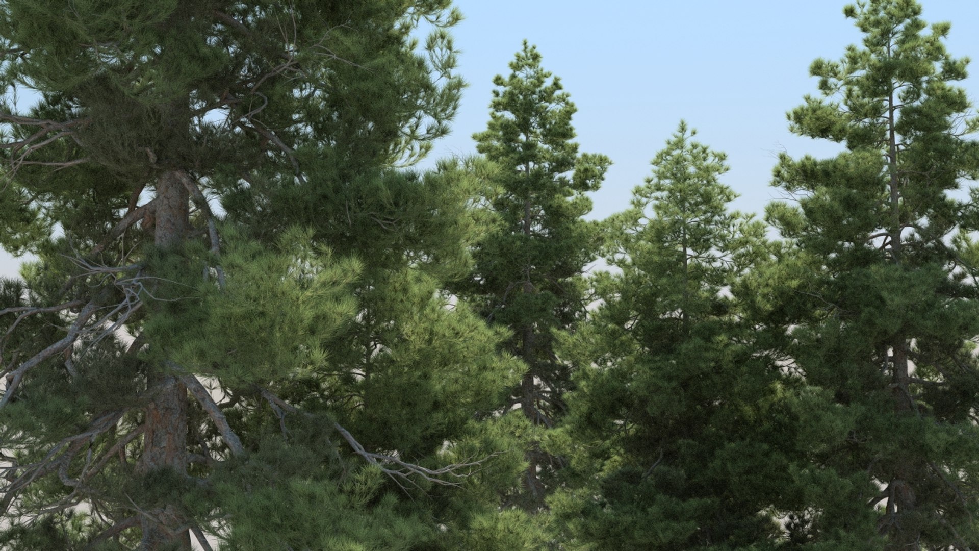 20 Pinus Cembra Trees 3d Max