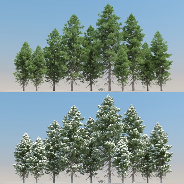 5 pinus pinea tree leaves 3D model - TurboSquid 1584937