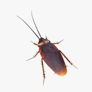 cockroach modeled max