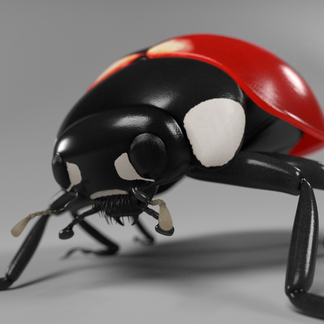 coccinella septempunctata 3d 3ds https://p.turbosquid.com/ts-thumb/Lu/GGLywk/9ymeQOPz/coccinellaseptempunctatah/jpg/1479131440/1920x1080/fit_q87/0e927c7b622d7c33b2a5ee1ec5349f63abd8b77c/coccinellaseptempunctatah.jpg