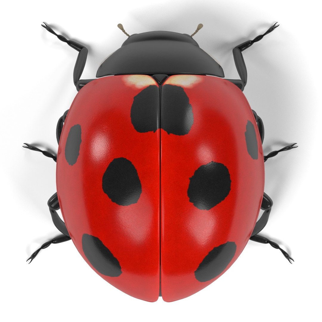 coccinella septempunctata 3d 3ds https://p.turbosquid.com/ts-thumb/Lu/GGLywk/Aw86YegX/coccinellaseptempunctatab/jpg/1479131440/1920x1080/fit_q87/b9bbc2fe35a8f16a8c4354077504644f83d277d5/coccinellaseptempunctatab.jpg