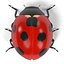 Coccinella Septempunctata