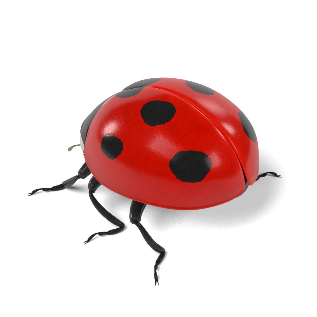 coccinella septempunctata 3d 3ds https://p.turbosquid.com/ts-thumb/Lu/GGLywk/BO4PHAK7/coccinellaseptempunctataj/jpg/1479131440/1920x1080/fit_q87/e8c52b5820450cef3f661923252870f8f3cd78e2/coccinellaseptempunctataj.jpg
