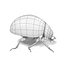 Coccinella Septempunctata