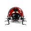 Coccinella Septempunctata