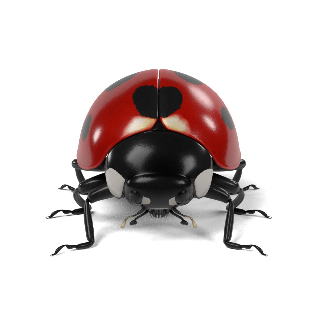 coccinella septempunctata 3d 3ds https://p.turbosquid.com/ts-thumb/Lu/GGLywk/Ov01lLNy/0001/jpg/1479131666/1920x1080/turn_fit_q99/8f98bcddd84be1182e3aee1aed61ffc79e8e8f56/0001-1.jpg