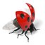 Coccinella Septempunctata