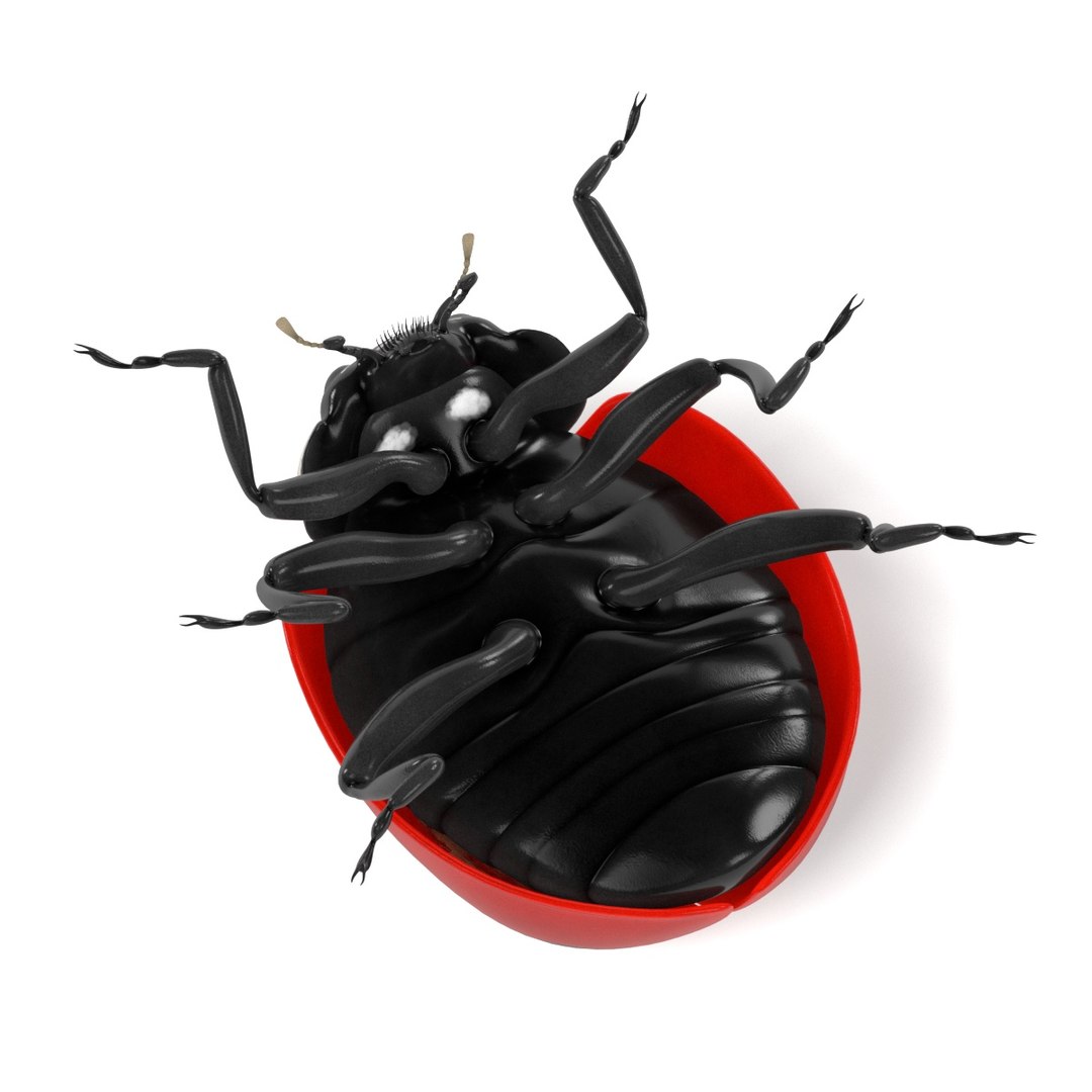 coccinella septempunctata 3d 3ds https://p.turbosquid.com/ts-thumb/Lu/GGLywk/ezkEd8E6/coccinellaseptempunctatac/jpg/1479131440/1920x1080/fit_q87/2757e2d4053c97106c800b386a88404b4d811e70/coccinellaseptempunctatac.jpg