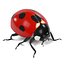 Coccinella Septempunctata