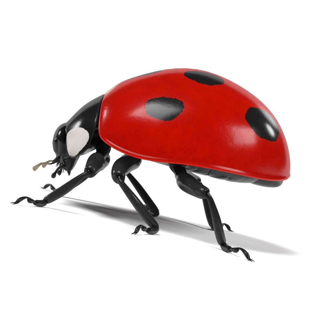 coccinella septempunctata 3d 3ds https://p.turbosquid.com/ts-thumb/Lu/GGLywk/qvWhxT68/coccinellaseptempunctataf/jpg/1479131440/1920x1080/fit_q87/80a2124469082d15d9b80fc781a2407fc0ca47e4/coccinellaseptempunctataf.jpg