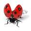 Coccinella Septempunctata