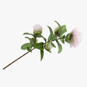 White Camellia Flower