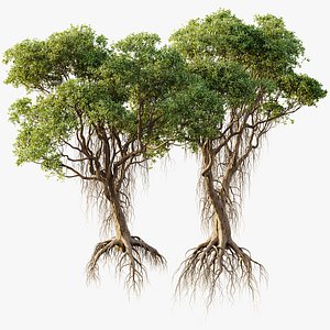 3D AV 2 Trees Mangrove Gray Avicennia Marina