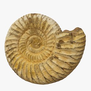 Fossil model
