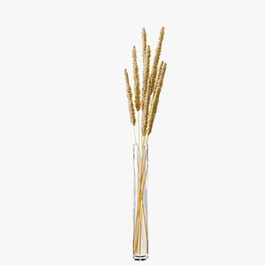 Lagurus ovatus dried grass 2 3D model