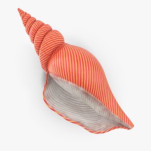 3D Sea Shell 02 01 model