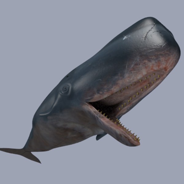 Sperm Whale 3D Models for Download | TurboSquid