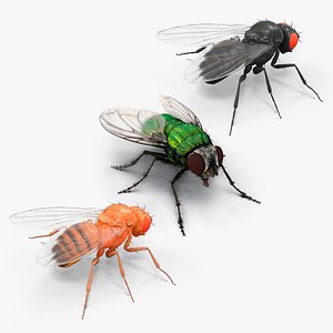 3D model Insect Flies Fur Collection