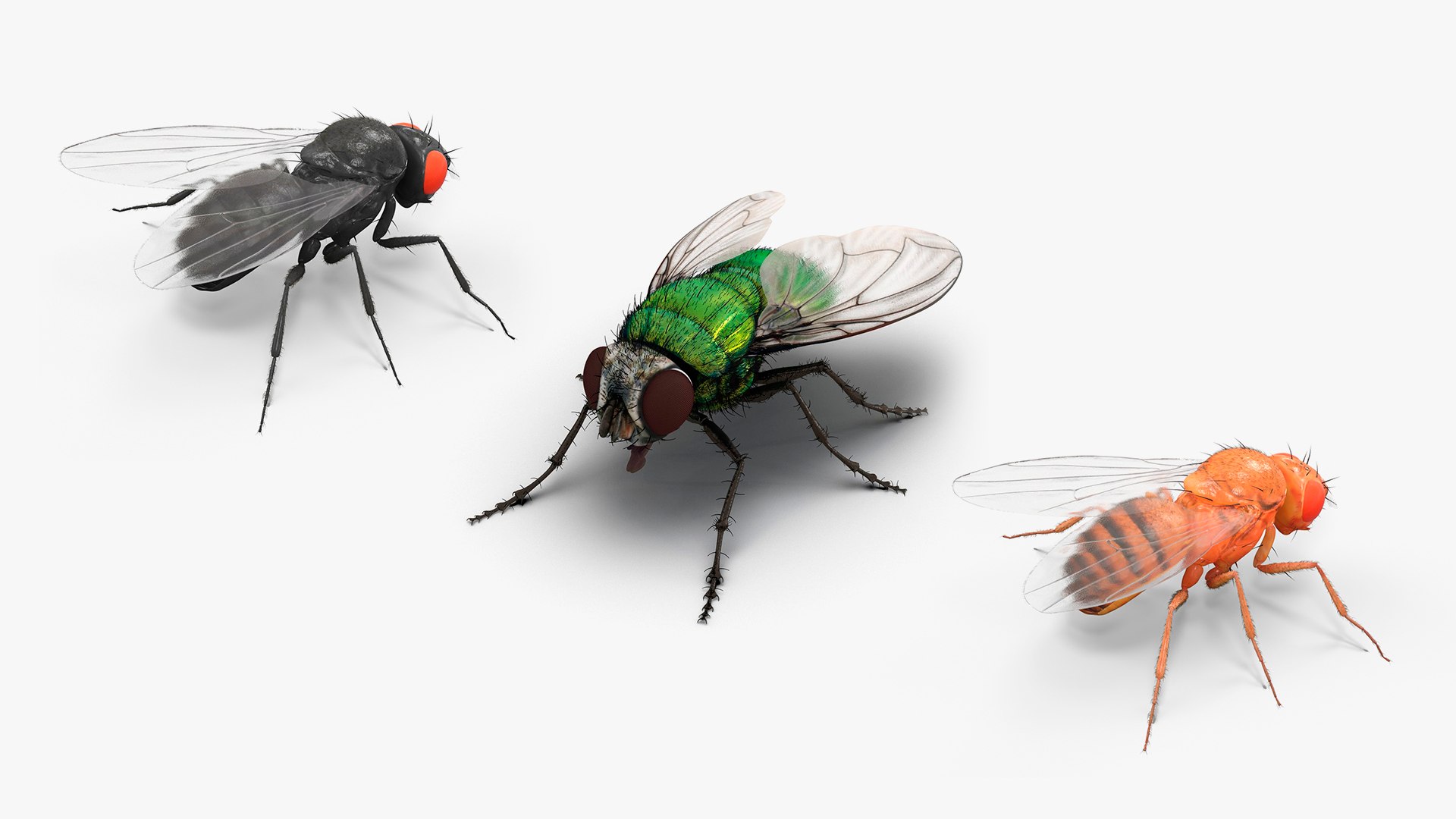 3D model Insect Flies Fur Collection https://p.turbosquid.com/ts-thumb/Lu/wsIPat/Sb/insect_flies_fur_collection_001/jpg/1747394328/1920x1080/fit_q87/cc7f267597766268e0a391d0e65ec6b45ae7a621/insect_flies_fur_collection_001.jpg