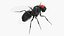 3D model Insect Flies Fur Collection