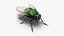3D model Insect Flies Fur Collection