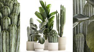 Set of Strelitzia banana palm cacti in white pots 1410 3D