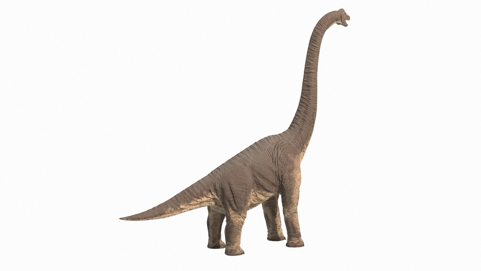 Rigged Dinosaurs Collection 7 for Cinema 4D 3D model https://p.turbosquid.com/ts-thumb/Lv/8lqj5S/Ky/brachiosaurus_altithorax_rigged_360_014/jpg/1723184272/1920x1080/fit_q87/4575689b03cef55a3b19f80b924025f29f2a1f04/brachiosaurus_altithorax_rigged_360_014.jpg
