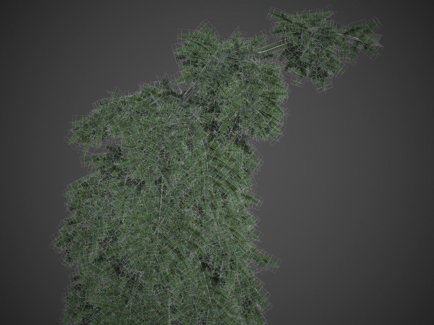 2021 PBR Colorado Spruce Collection - Picea Pungens 3D https://p.turbosquid.com/ts-thumb/Lv/Cw8sVh/Zw/screenshot007/jpg/1634679036/1920x1080/fit_q87/893df000300c5668c8873efef4db41deaf7505e6/screenshot007.jpg