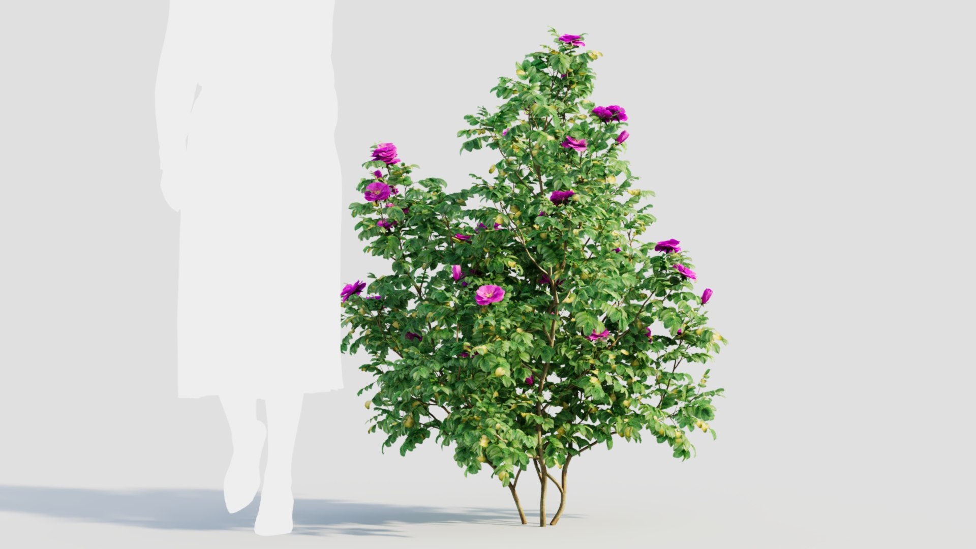 Rosa Rugosa C 3D Model - TurboSquid 2237932