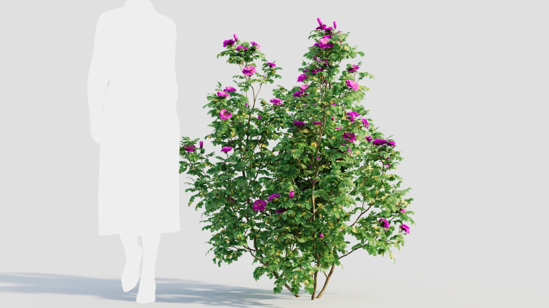 Rosa Rugosa C 3D Model - TurboSquid 2237932