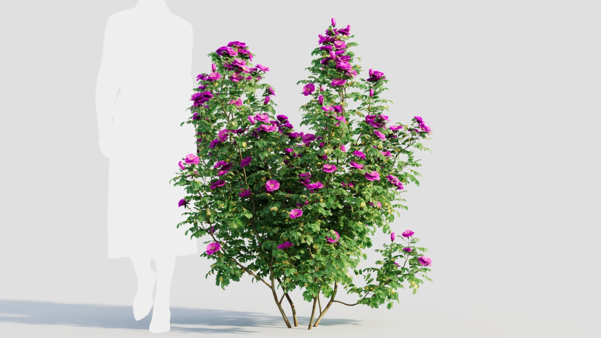 Rosa Rugosa C 3D Model - TurboSquid 2237932