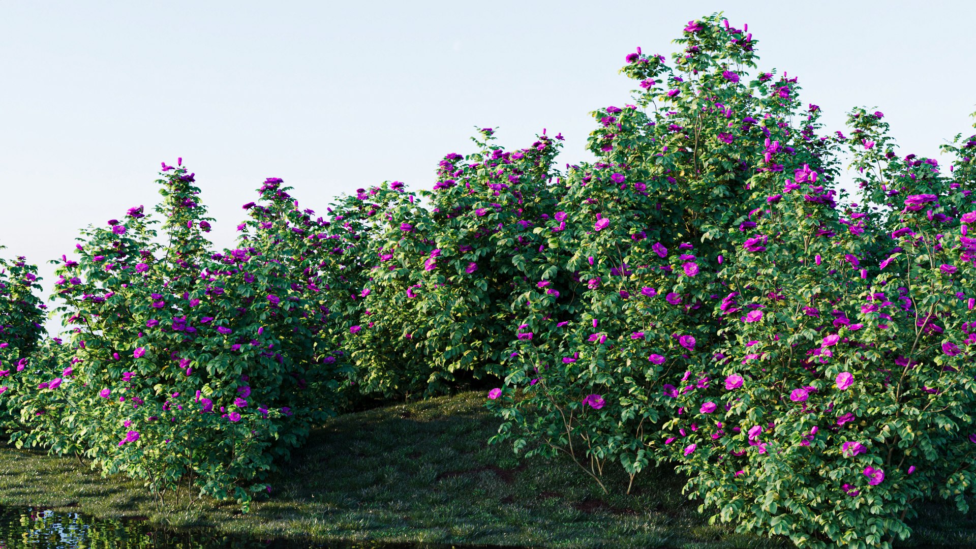 Rosa Rugosa C 3D Model - TurboSquid 2237932