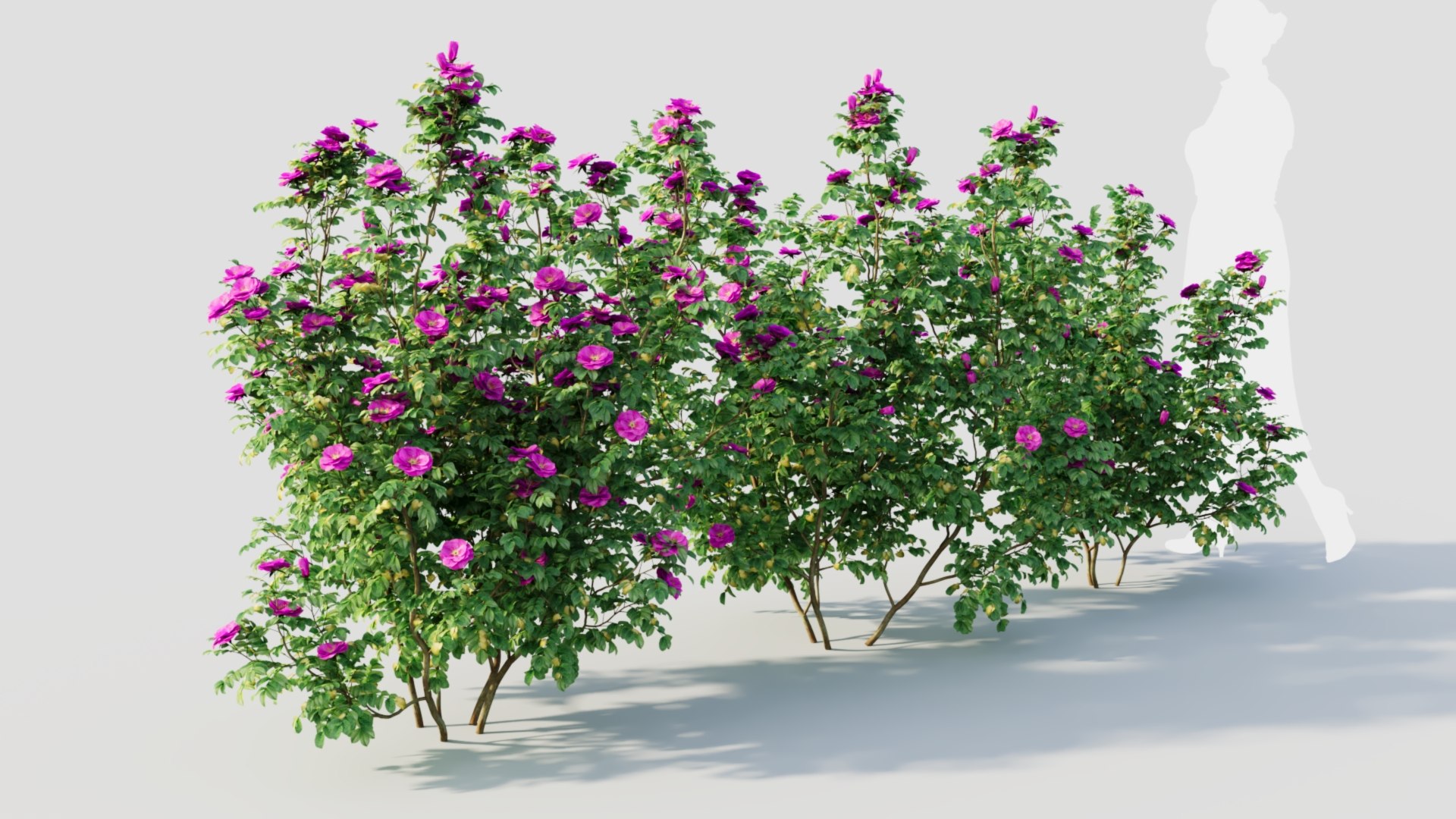 Rosa Rugosa C 3D Model - TurboSquid 2237932