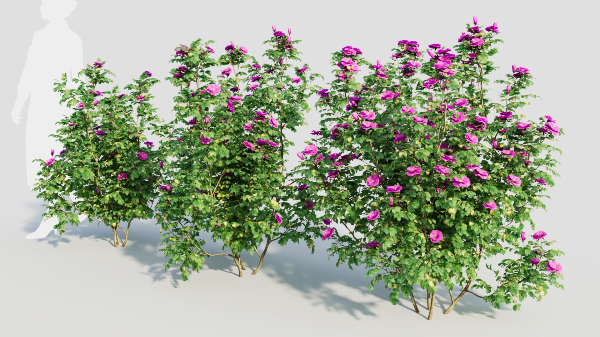 Rosa Rugosa C 3D Model - TurboSquid 2237932