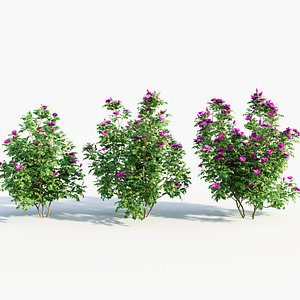 Rosa rugosa c 3D model