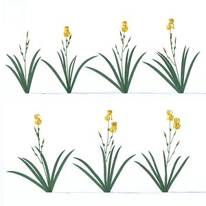 iris yellow 3D model