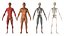 Realistische Ganzkörperanatomie des Mannes