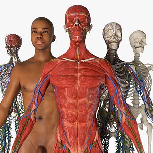 3D Realistic Male Full Body Anatomy