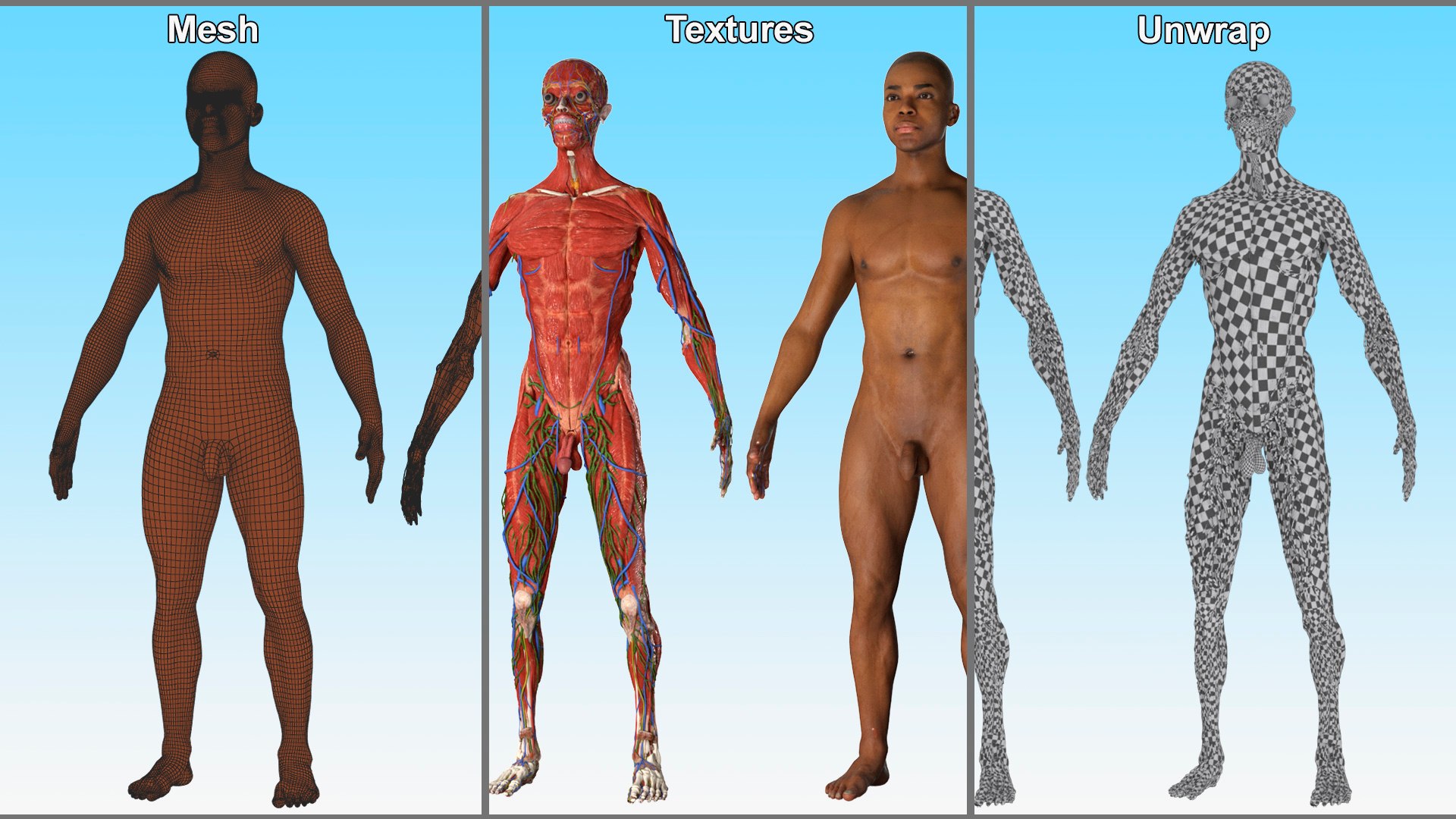 3D Realistic Male Full Body Anatomy https://p.turbosquid.com/ts-thumb/Lv/NpCSzj/9g/realistic_male_full_body_anatomy_036/jpg/1730729207/1920x1080/fit_q87/d16b154153b4c3b3147a8d8bc9df0e98df29ece1/realistic_male_full_body_anatomy_036.jpg
