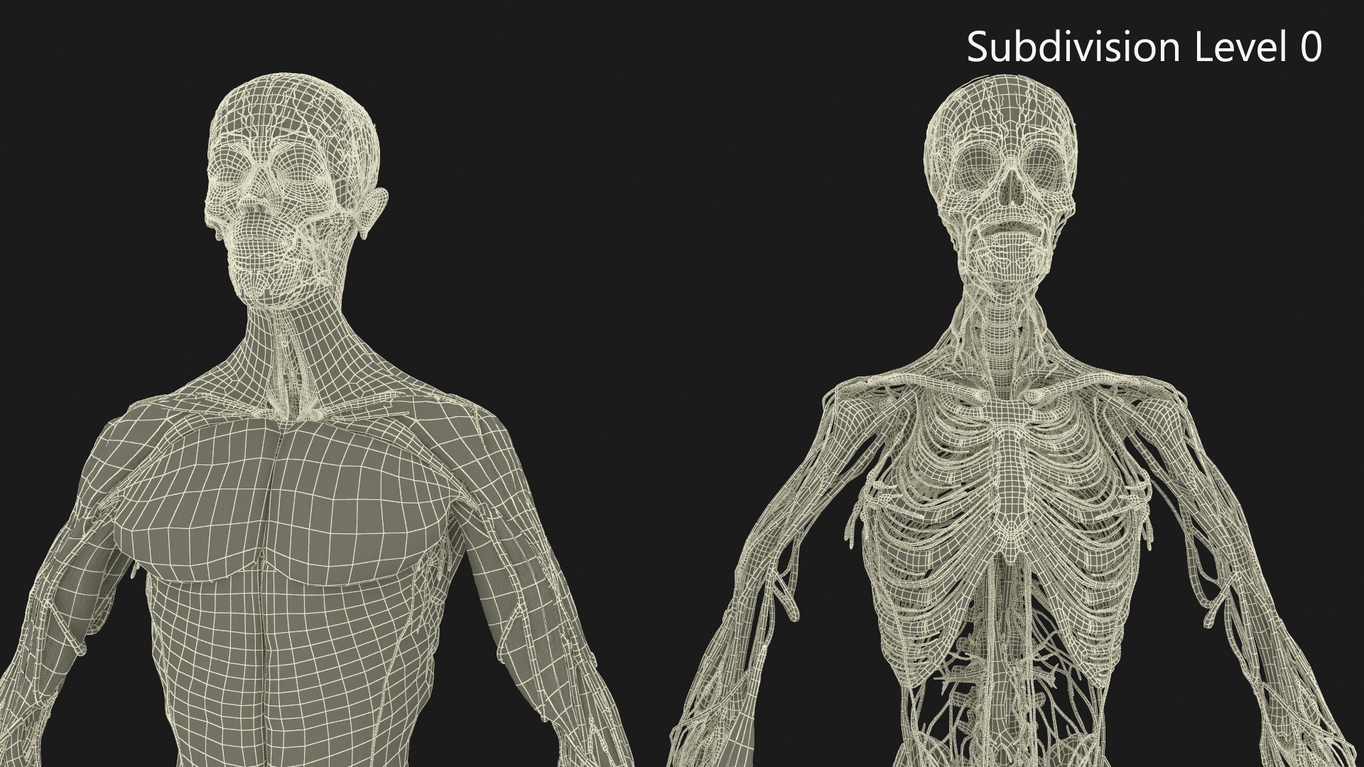 3D Realistic Male Full Body Anatomy https://p.turbosquid.com/ts-thumb/Lv/NpCSzj/AQ/realistic_male_full_body_anatomy_037/jpg/1730729207/1920x1080/fit_q87/41f7ed7f3c70cec0bf934964eb058d64b6039da7/realistic_male_full_body_anatomy_037.jpg