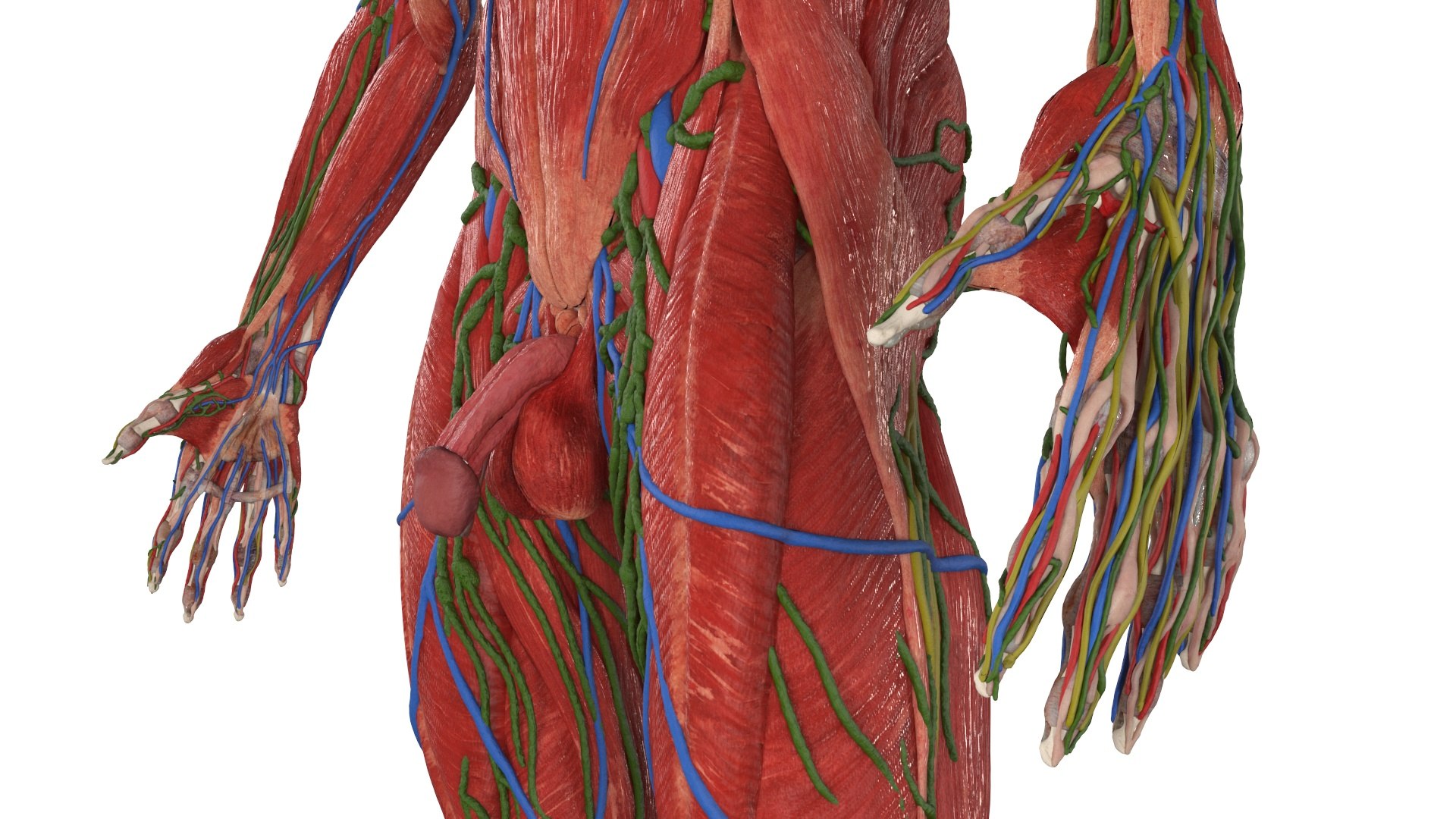 3D Realistic Male Full Body Anatomy https://p.turbosquid.com/ts-thumb/Lv/NpCSzj/TK/realistic_male_full_body_anatomy_030/jpg/1730729202/1920x1080/fit_q87/ee50ae01346f4e09654bd225afc1443fd8eb7f76/realistic_male_full_body_anatomy_030.jpg