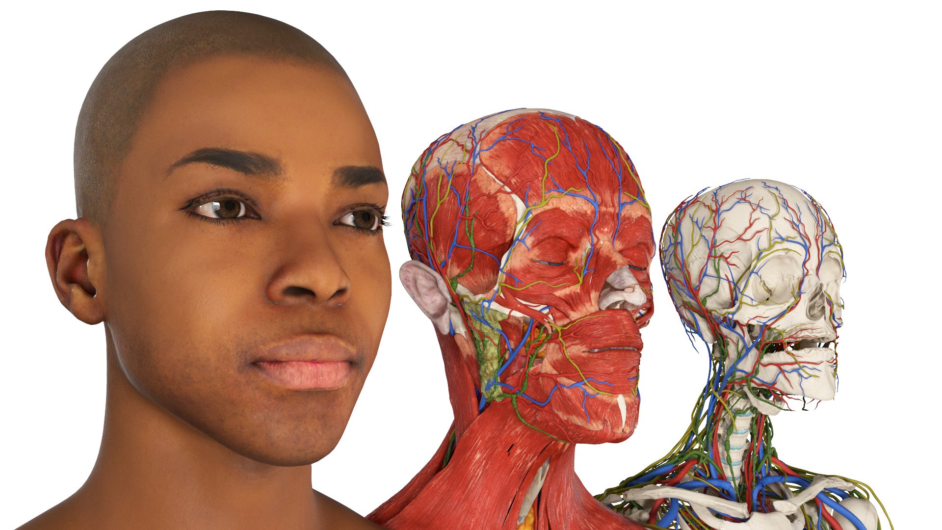 3D Realistic Male Full Body Anatomy https://p.turbosquid.com/ts-thumb/Lv/NpCSzj/fD/realistic_male_full_body_anatomy_021/jpg/1730729197/1920x1080/fit_q87/24ea6a71a9856d562d12db171bb0f6ac94c9004b/realistic_male_full_body_anatomy_021.jpg