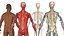 Realistische Ganzkörperanatomie des Mannes